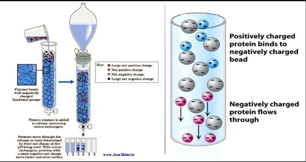 کروماتوگرافی تبادل یونی Ion-Exchange Chromatography