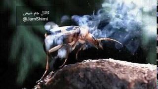 فیلم سوسک بمب افکن