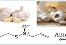 شیمی ترکیبات سازنده سیر Garlic
