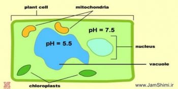 شناسایی و تشخیص تغییرات pH درون سلول با نانوذرات