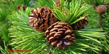 تولید نوعی پلاستیک زیست تخریب پذیر به نام pinene با استفاده از برگ درخت کاج